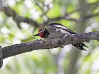Red naped Sapsucker 3097
